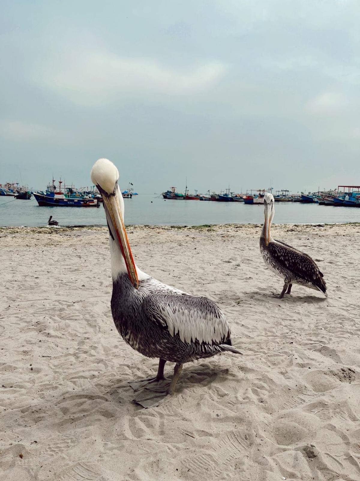 Makai - Nayarak Paracas Kültér fotó